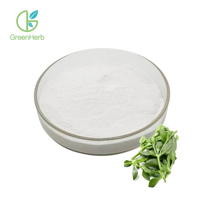 Andrographis Extract Powder